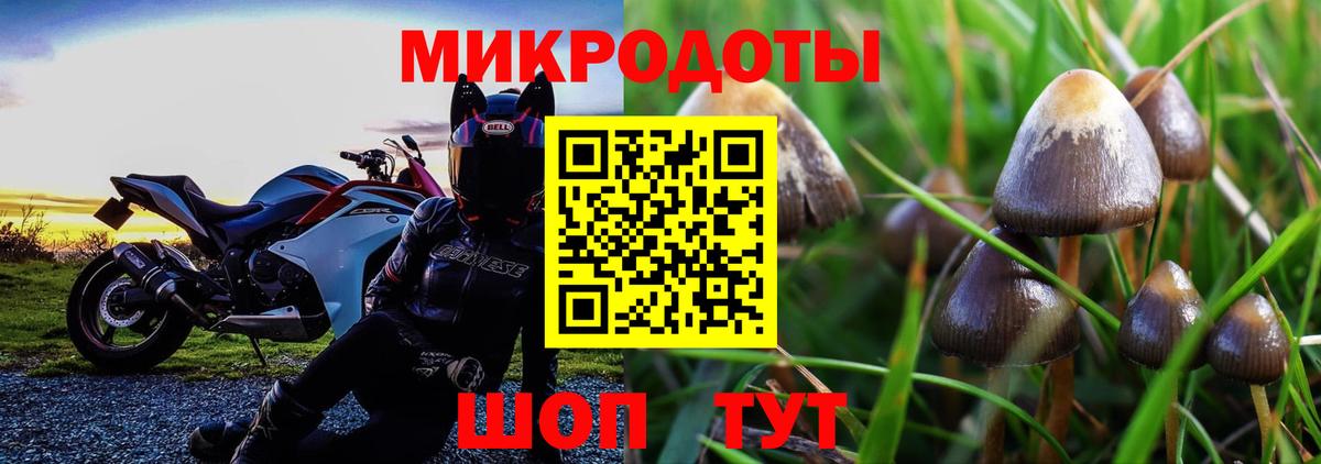 Галлюциногенные грибы Psilocybine cubensis Камышин